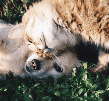 Healing voor mens en dier